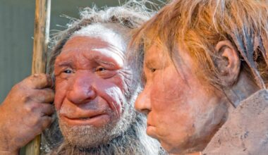 Neanderthals in Belgium were healthy before dying out: study
