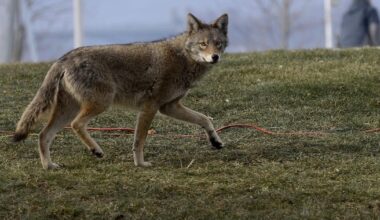 Whitby coyote attack sends boy to hospital