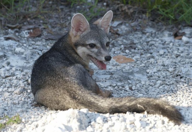 An adult male Cozumel dwarf fox is pictured following its release in Laguna Colombia State Reserve. on Sept. 17, 2023.  ( Rafael Chacón)