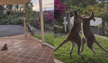 “Boys… Boys”: Man Comes Out Of House To Investigate Noise & Finds Two Kangaroos In An All-Out Slugfest