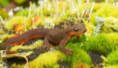 A brown and orange newt on green lichen.