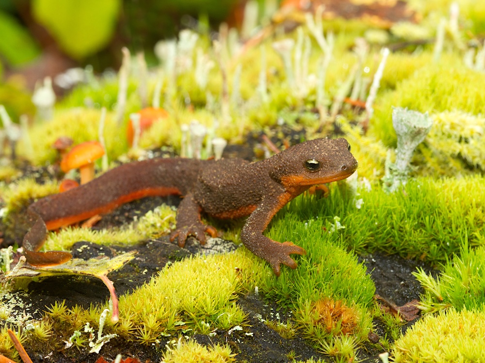 A brown and orange newt on green lichen.