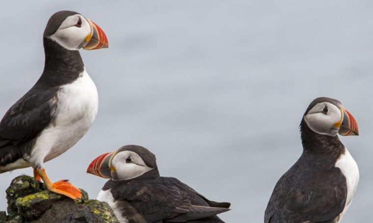 Three puffins