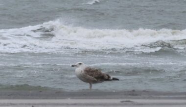 Seagulls and gastrointestinal illness: New Toronto-based study