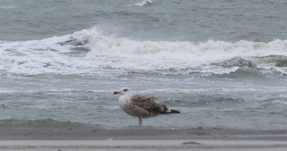 Seagulls and gastrointestinal illness: New Toronto-based study