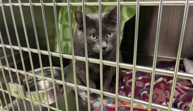 No-pet clause: Quebec court grants appeal of housing tribunal ruling allowing pets