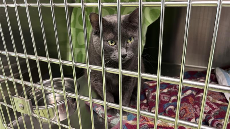 No-pet clause: Quebec court grants appeal of housing tribunal ruling allowing pets