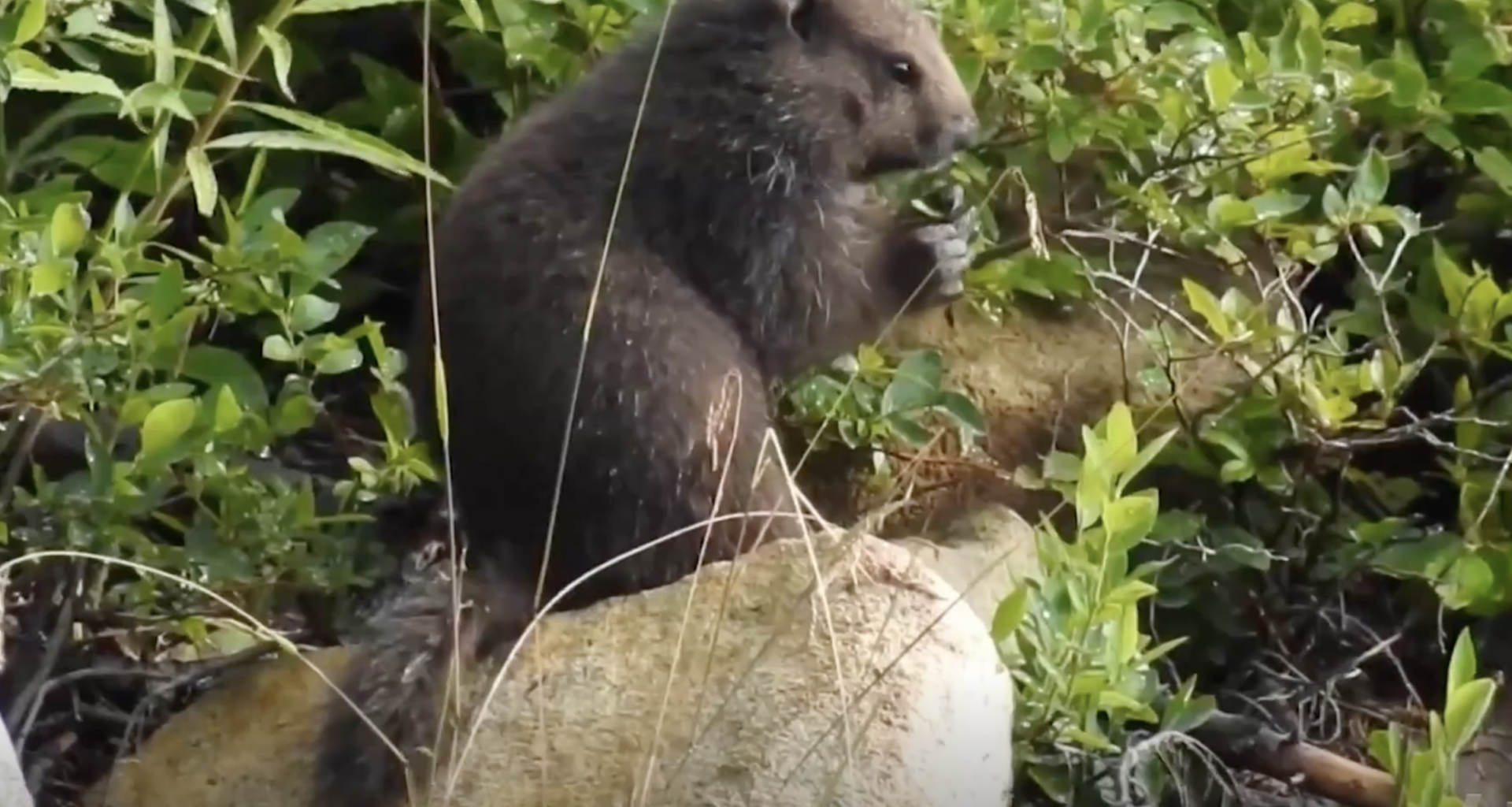 "Gratifying": 4 marmots released into the wild as part of VI recovery program