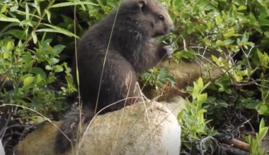 "Gratifying": 4 marmots released into the wild as part of VI recovery program