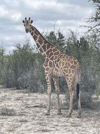 A photo of Gracie the giraffe among shrubs.