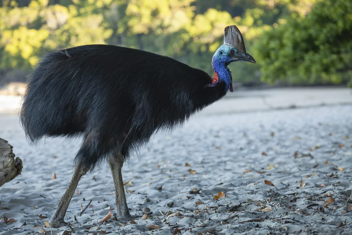 Southern cassowary (Casuarius casuarius) walking along the shore searching for food 