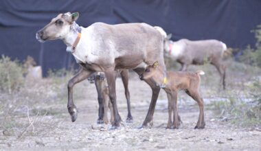 A caribou mom and calf walk around a birth pen.