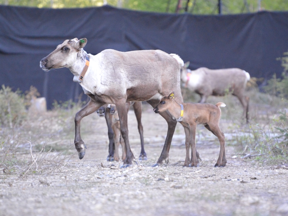 A caribou mom and calf walk around a birth pen.