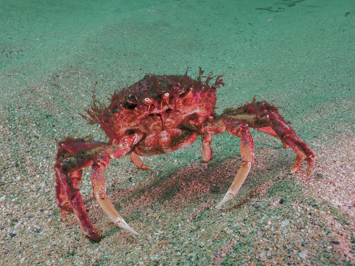 European spider crab in Castlegregory on sea floor