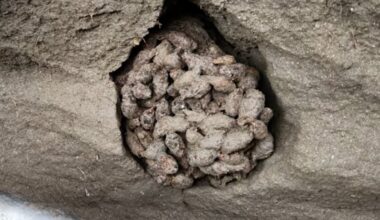 Scientists Dug Through Ancient Squirrel Poop And Found a Huge Surprise : ScienceAlert