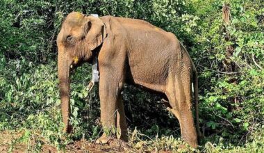 Elephant released into forest found dead