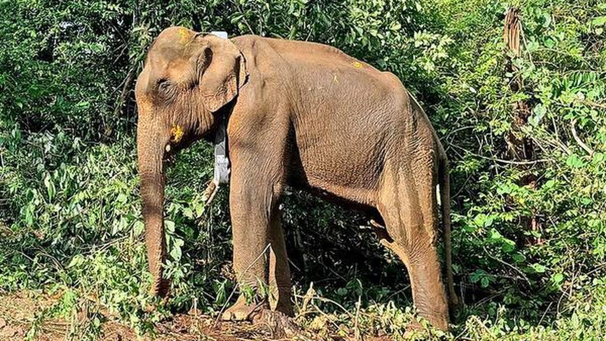 Elephant released into forest found dead