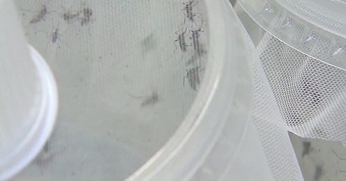 Best protection from West Nile virus is avoiding mosquito bites - CTV News