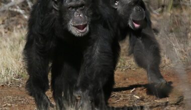 Animal research: Apes, humans share similar laughs