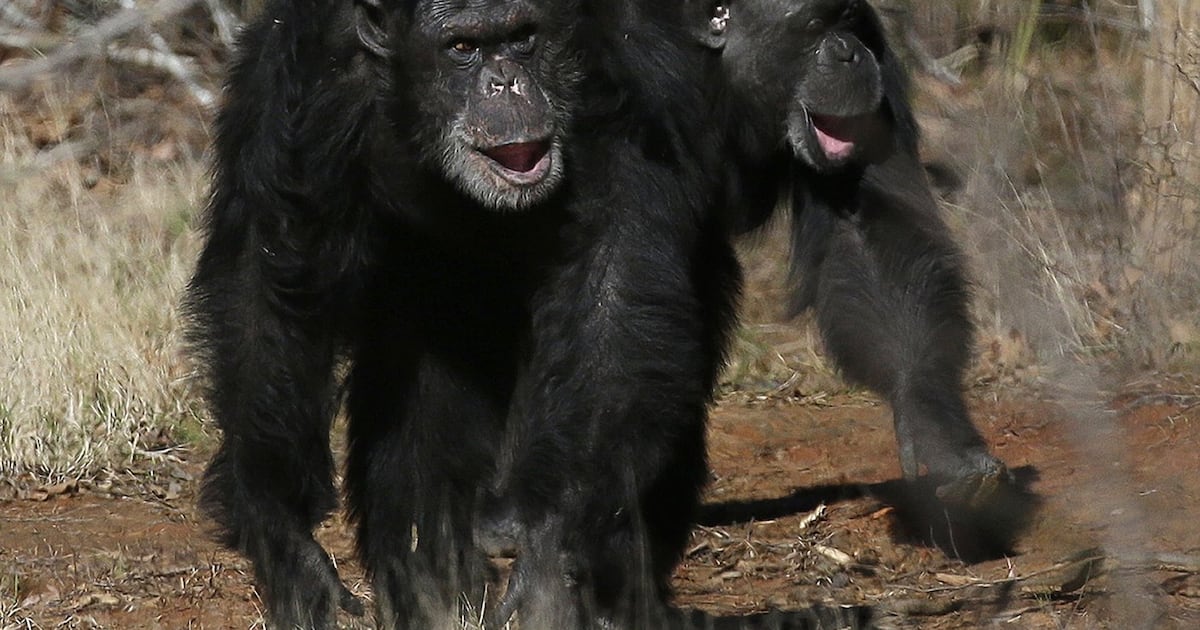 Animal research: Apes, humans share similar laughs