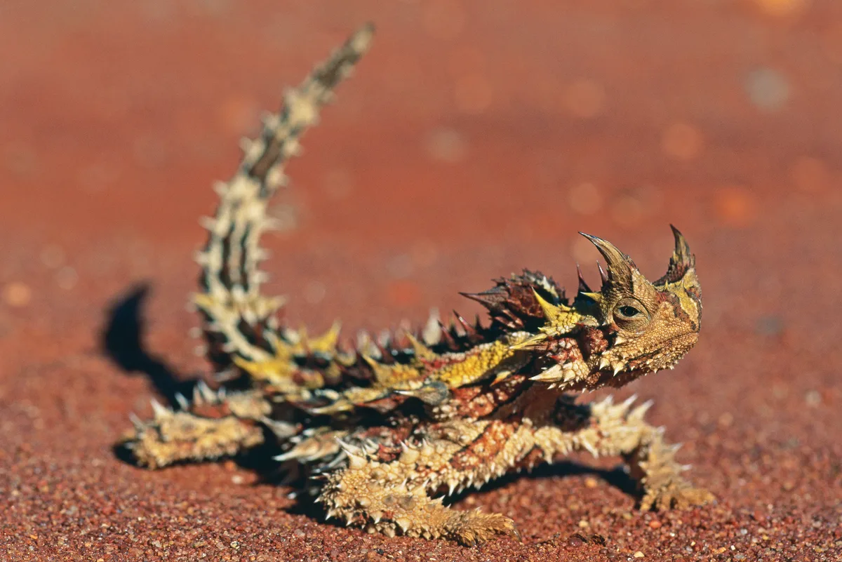 Thorny Devil on Desert Sand