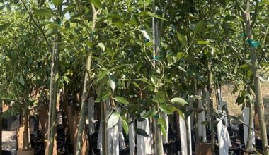 Calgary’s Branching Out Program aims to make city greener