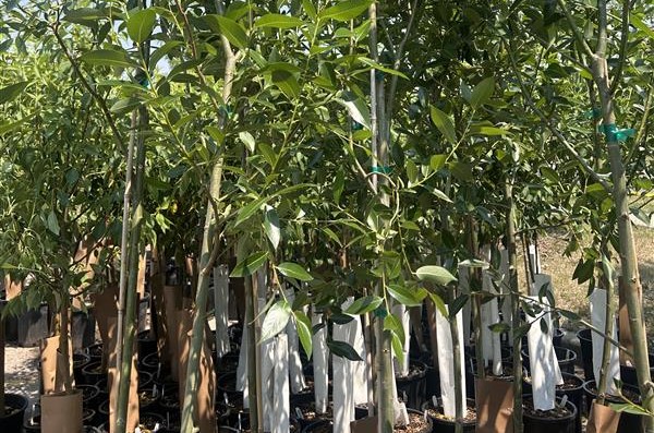 Calgary’s Branching Out Program aims to make city greener