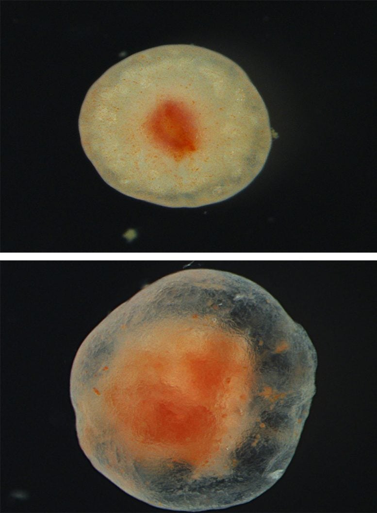 Tube Foot Tissue After Excision