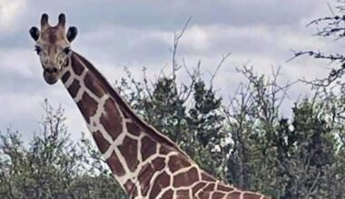 A giraffe named Gracie escaped in Texas. No one can seem to find her - CTV News