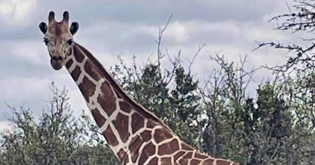 A giraffe named Gracie escaped in Texas. No one can seem to find her - CTV News