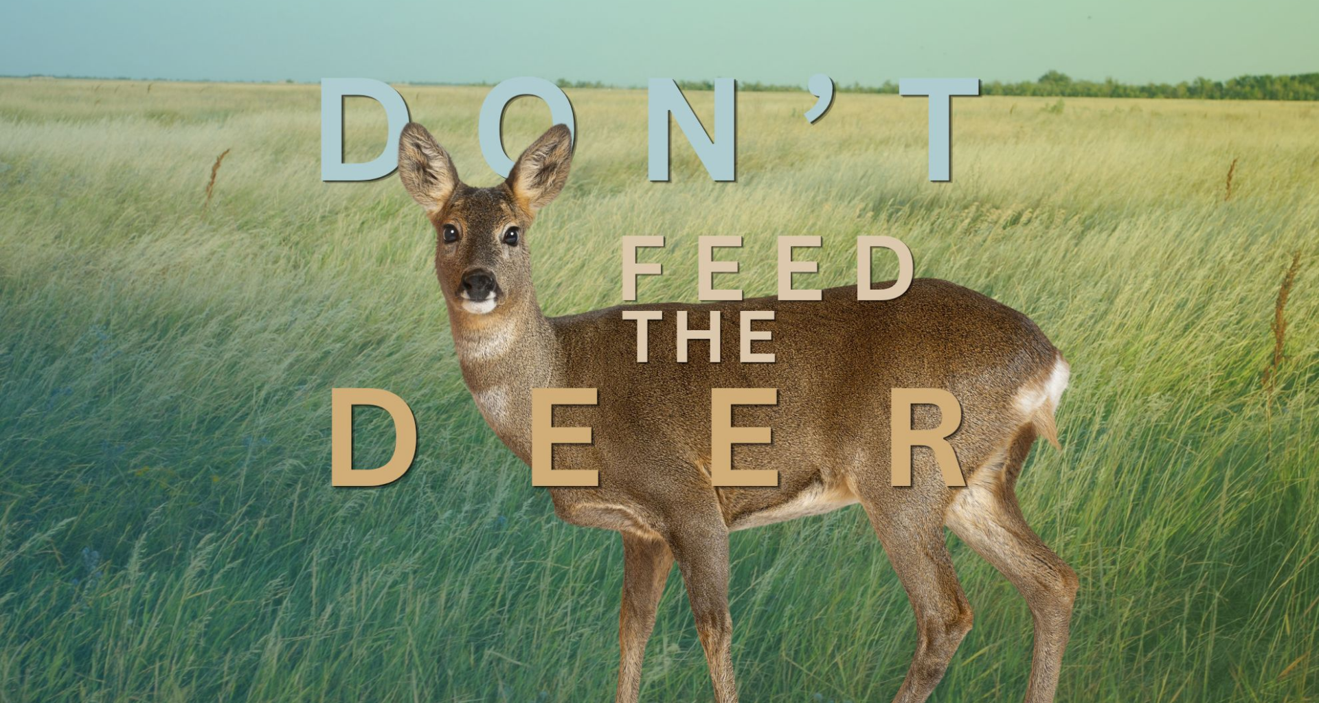 Feeding wild deer? There's a fine for that
