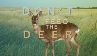 Feeding wild deer? There's a fine for that