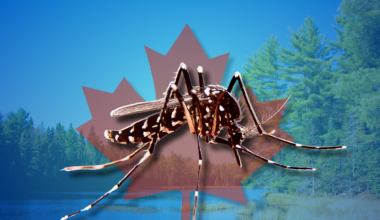 Get ready, Calgary: after the rain, come the mosquitoes