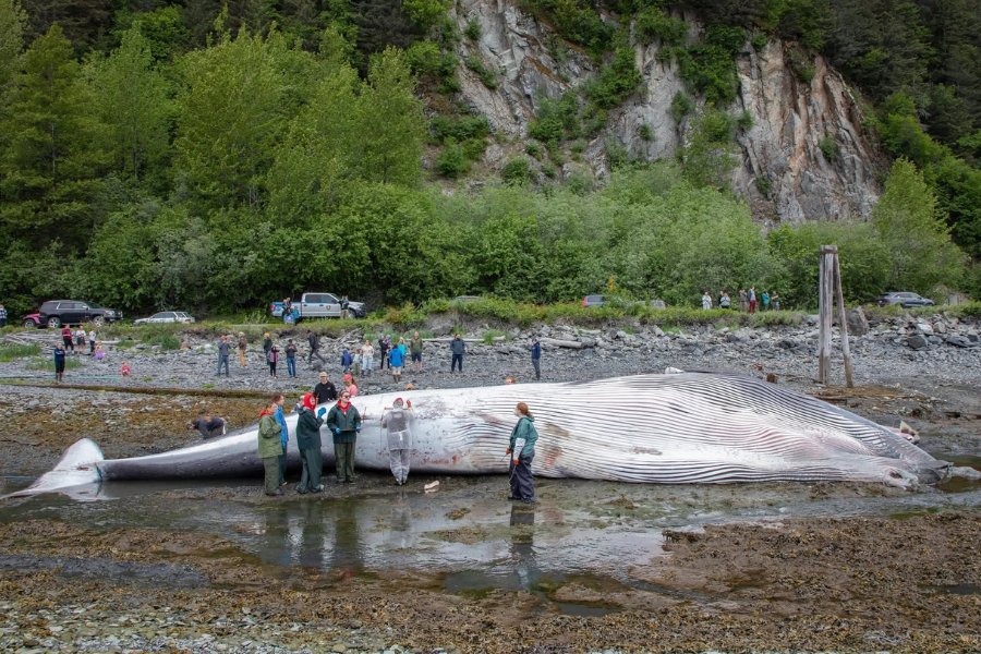 The request from wildlife conservationists follows a June 19 incident involving Royal Caribbean’s Ovation of the Seas, which arrived in Seward, Alaska, with the body of a 61-foot female fin whale draped across its bulbous bow