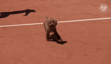 How tennis players’ dogs live at Grand Slams and on tour, from courtside seats to massages