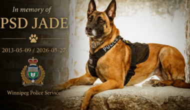 Retired police service dog Jade remembered by Winnipeg Canine Unit