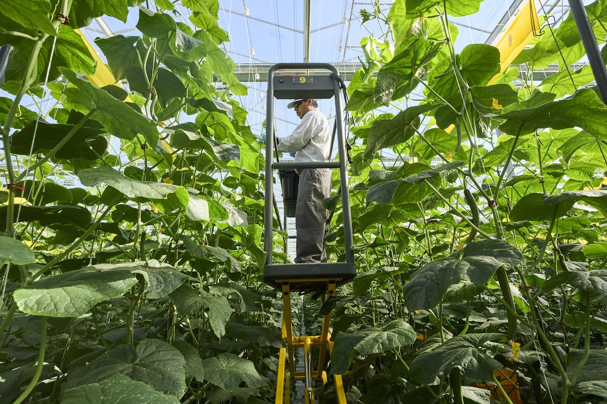 Weston-backed fund to invest in Canadian agricultural tech startups