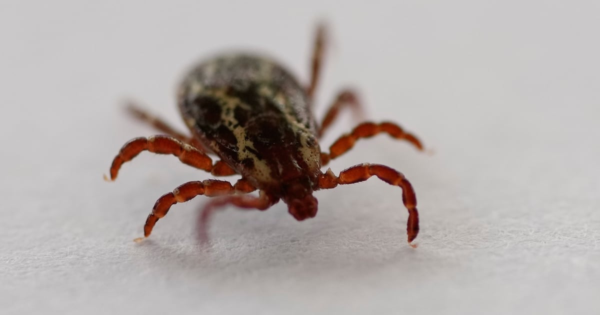 Researcher finds 13 ticks in one hour as climate change fuels spread - CTV News