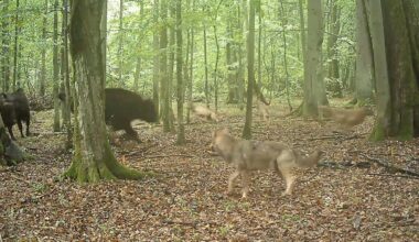 Video captures wolves attacking bison in Poland for first time