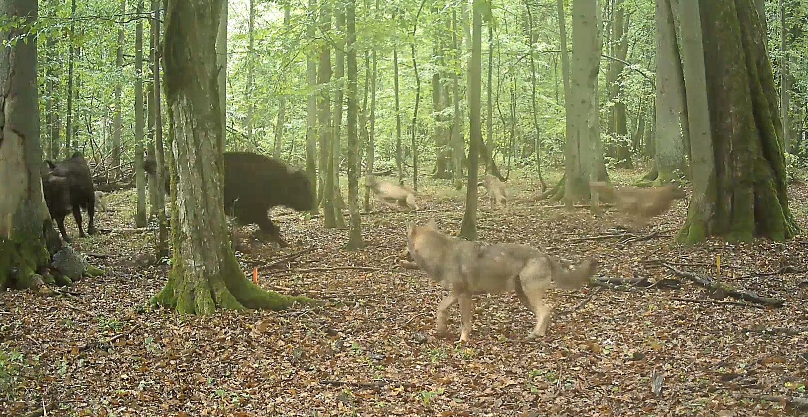Video captures wolves attacking bison in Poland for first time