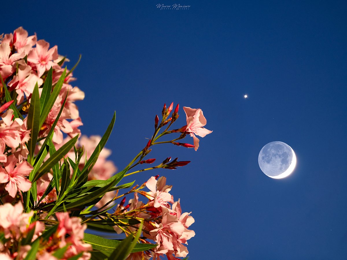Venus, the crescent Moon and beautiful oleanders in bloom! This image was captured by Marco Meniero from Civitavecchia, Roma, Italy, 17 June 2026 at 21:45 local time. Equipment: FUJIFILM GFX 100S II camera, Fuji GF500/5.6 lens Exposure: ISO 800, 2s – fusion of two shots with the same technical data but different focus points