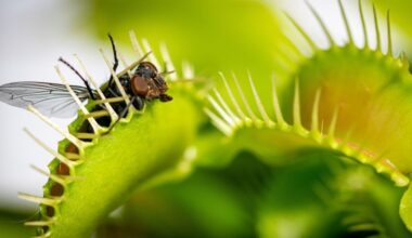 Scientists Finally Solved the Mystery of How Venus Flytraps Snap Shut