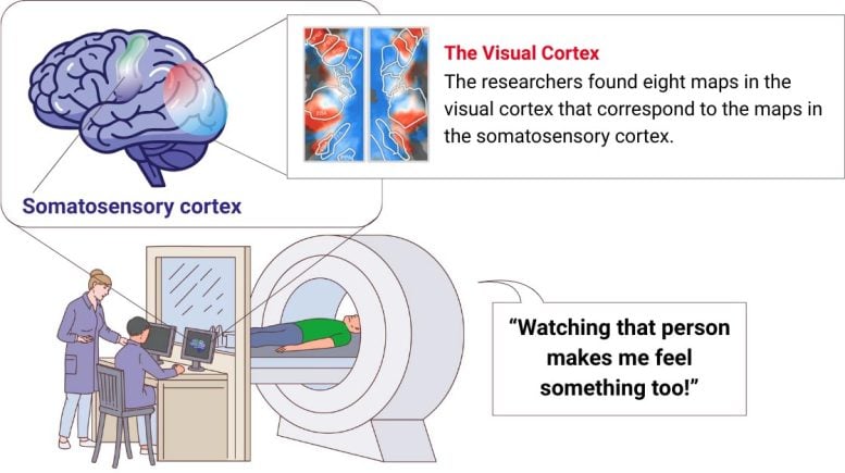 Visual Cortex Finding Infographic