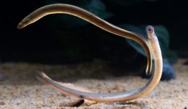 Lamprey Brain Atlas Uncovers Ancestral Blueprint of Vertebrate Brain----Chinese Academy of Sciences