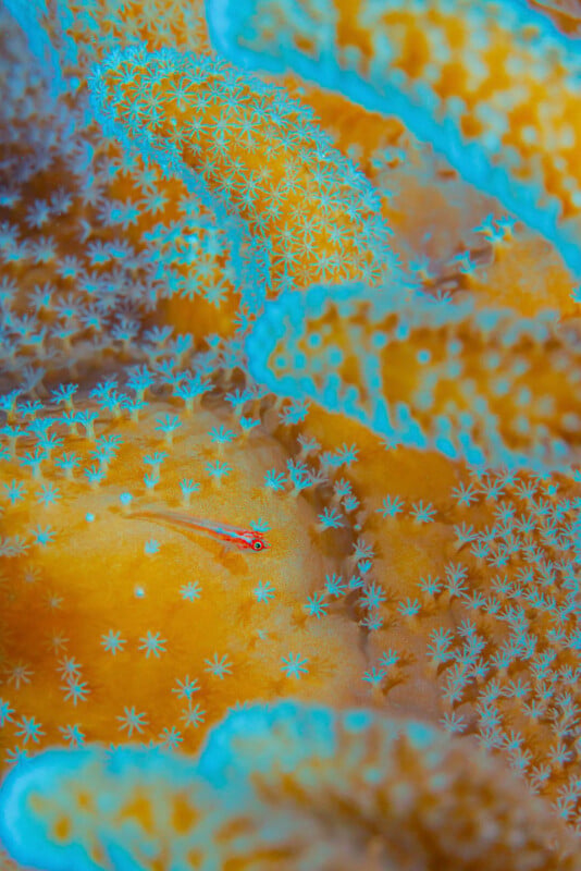 Close-up of vibrant orange coral with blue-tipped polyps. A small, slender fish with colorful markings is camouflaged among the coral, blending in with the intricate and vivid underwater textures.