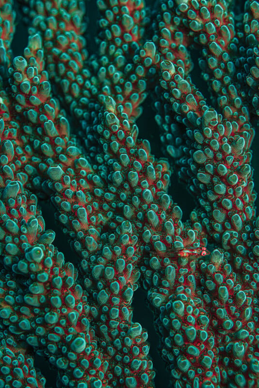 Close-up of vibrant coral branches underwater, featuring clusters of small, round teal and red polyps densely packed together, creating a textured and colorful natural pattern.