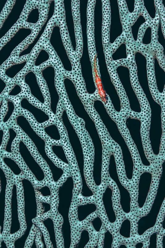 A small red and white shrimp rests on a pale blue sea fan coral with a net-like pattern against a dark background.