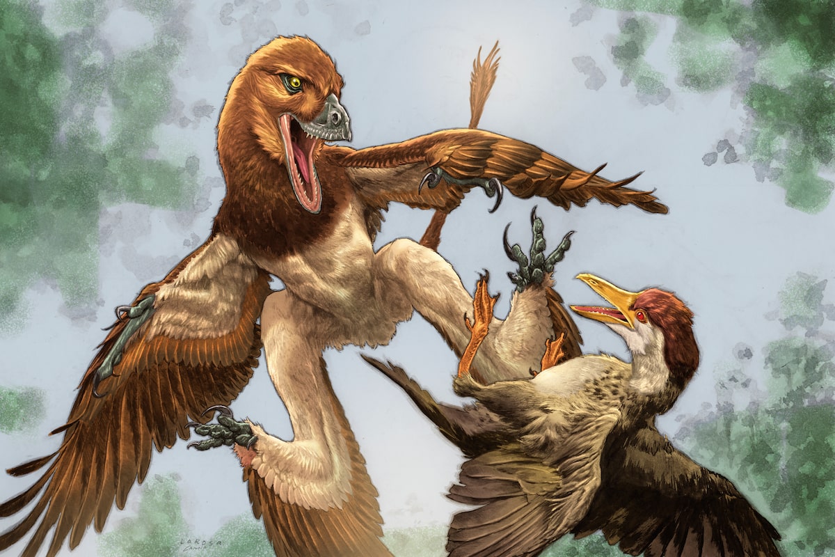 Chinese Velociraptor cousin had a taste for birds