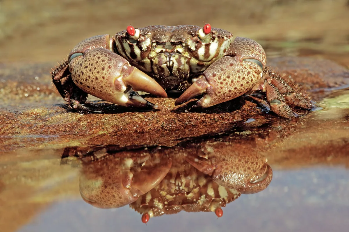 A red-eyed xanthid crab (Eriphia spp) on coastal rocks, South Africa 