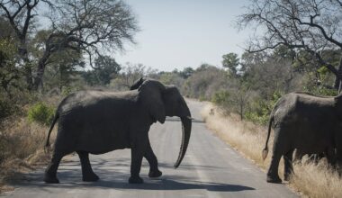 Canadian shot dead at South Africa wildlife park: officials